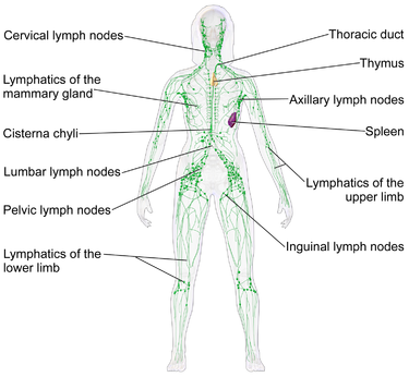 Lymphatic system diagram